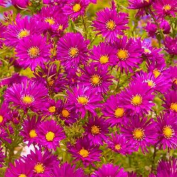 アスター（宿根）：クリムソンブロケード3号ポット 6株セット