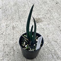 アロエ：スザンナエ　2.5号ポット