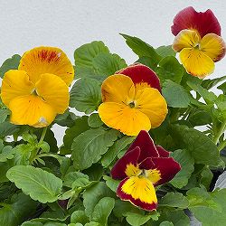 パンジー：プティシャトン　モダンタイムズ3～3.5号ポット