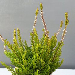 カルーナ：レッドヘイズ（Red Haze）3.5号ポット