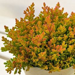 カルーナ：ウィッカーフレーム（Wicker Flame）3.5号ポット