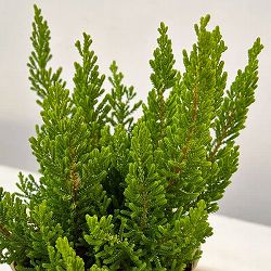 カルーナ：ダーツパロット（Dart’s Parrot）3.5号ポット