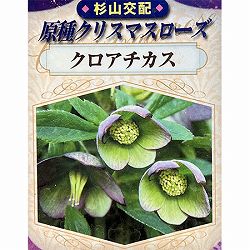 クリスマスローズ（原種系）：クロアチカス4号ポット