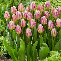 [棚卸セール]チューリップ：ハッピーフィート4球セット（バラ球・ラベル無し）