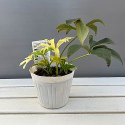 松村ナーセリーさんのクリスマスローズ：25-01月白（げっぱく）3年生充実株　5号ポット