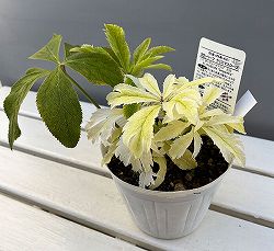 松村ナーセリーさんのクリスマスローズ：25-02月白（げっぱく）3年生充実株　5号ポット