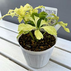 松村ナーセリーさんのクリスマスローズ：25-03月白（げっぱく）3年生充実株　5号ポット