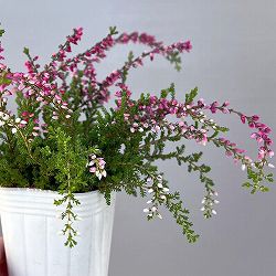 カルーナ：ウィーピング（枝垂れ）タイプ　レッド2.5号ロングポット