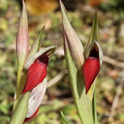 セラピアス：リングア オリビア 2.5号ポット