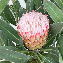 プロテア：スザーラ（大）　５号鉢植え