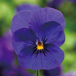 ビオラ:ペニー ディープブルー3-3.5号ポット