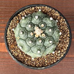 アストロフィツム：アステリアス亀甲兜丸（カブトマル）星あり　３号鉢植え*