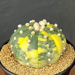 アストロフィツム：兜丸錦（かぶとまるにしき）　３号鉢植え25-05