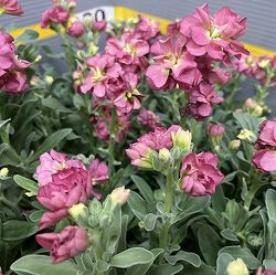 ストック（高性）：シャンテ セードブラウン3.5号ポット