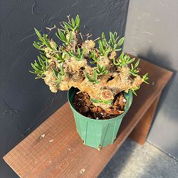 チレコドン：レティキュラーツス(万物想)5号鉢植え25-01