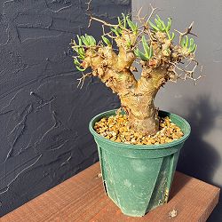 チレコドン：レティキュラーツス(万物想)5号鉢植え25-02