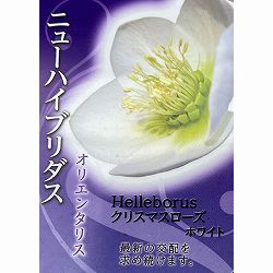 高正園さんのクリスマスローズ：シングル　ホワイト3号ポット