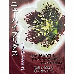 高正園さんのクリスマスローズ：シングル　ホワイトスポット3号ポット