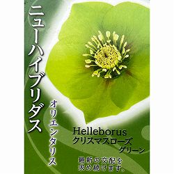 高正園さんのクリスマスローズ：シングル　グリーン3号ポット