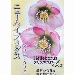 高正園さんのクリスマスローズ：シングル　ピンク系3号ポット