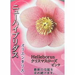 高正園さんのクリスマスローズ：シングル　ピンク3号ポット