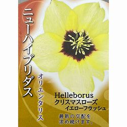 高正園さんのクリスマスローズ：シングル　イエローフラッシュ3号ポット