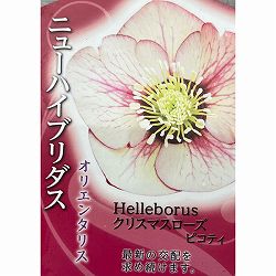 高正園さんのクリスマスローズ：シングル　ピコティ3号ポット
