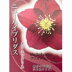 高正園さんのクリスマスローズ：シングル　レッド3号ポット