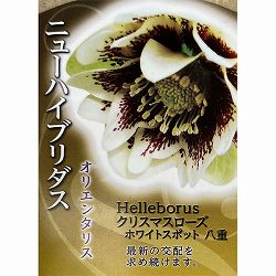 高正園さんのクリスマスローズ：ダブルホワイトスポット3号ポット