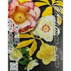 高正園さんのクリスマスローズ：ダブル・セミダブル　オーレア系3号ポット