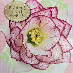 高正園さんのクリスマスローズ：ダブル　ホワイトピコティ3号ポット