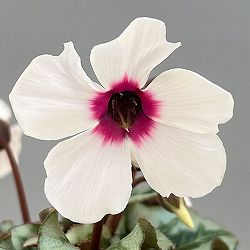 シクラメン：アンジュ（ホワイト系）2.5号ポット