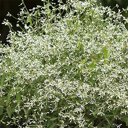 ユーフォルビア・スノーブリザード3.5号ポット