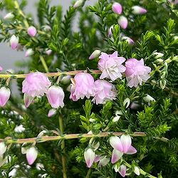 カルーナ：八重咲き ライトピンク3号ポット