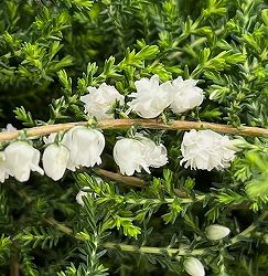 カルーナ：八重咲き ホワイト3号ポット