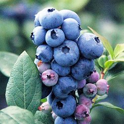 ブルーベリー（ハイブッシュ系）：スパルタン4号ポット