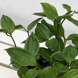 ホウチャクソウ：常緑厚葉ホウチャクソウ3.5号ポット