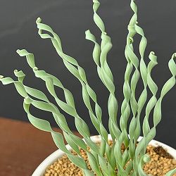 アルブカ ：コンコルディアナ　ベイカー　3号ポット