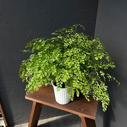 アジアンタム：フラグランス　5号鉢植え*