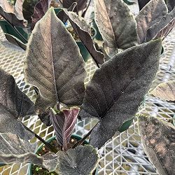 アロカシア：アントロベルベット　4.5号鉢植え