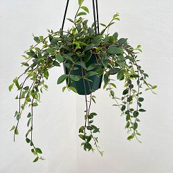 コドナンテ：クラシフォリア　4.5号吊り鉢