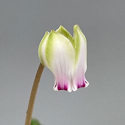 シクラメン（原種系）：ヘデリフォリウム　ヴェルデ【260642】3号ポット【現品販売】