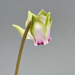 シクラメン（原種系）：ヘデリフォリウム　ヴェルデ【260643】3号ポット【現品販売】