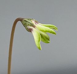 シクラメン（原種系）：ヘデリフォリウム　ヴェルデ【260645】3号ポット【現品販売】