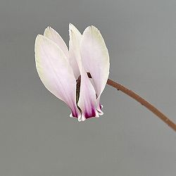 シクラメン（原種系）：ヘデリフォリウム　ヴェルデ交配【260646】3号ポット【現品販売】