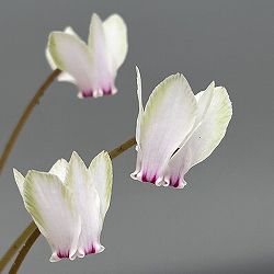 シクラメン（原種系）：ヘデリフォリウム　ヴェルデ交配【260647】3号ポット【現品販売】