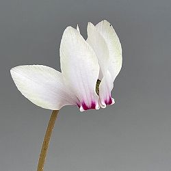 シクラメン（原種系）：ヘデリフォリウム　ヴェルデ交配【260648】3号ポット【現品販売】