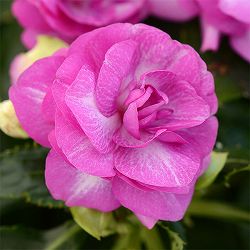 [26年4月上旬予約]フィエスタ+Plus：スターダストパープル3号ポット