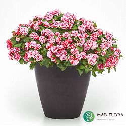 [26年4月上旬予約]フィエスタ+Plus：スパークラーストロベリー3号ポット