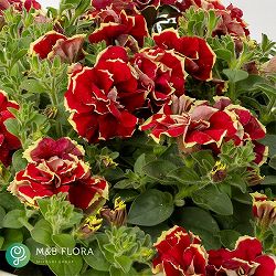 [26年3月中下旬予約]ペチュニア：花衣（はなごろも）茜染（あかねぞめ）3.5号ポット